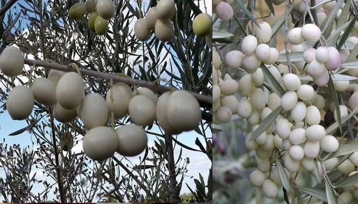 Λευκές ελιές: Μια σπάνια ποικιλία ελιάς με καταγωγή από τα αρχαία χρόνια